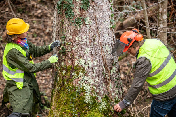 Best Tree Disease Treatment  in Oak Ridge, NJ